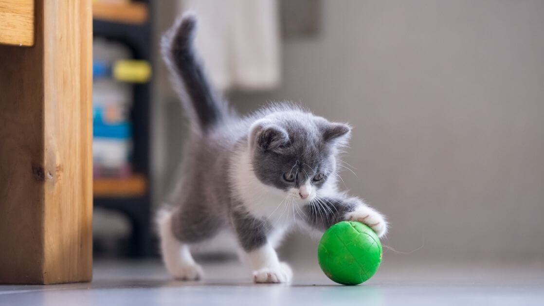 Spiele mit Katzen | So bleibt deine Katze aktiv und gesund
